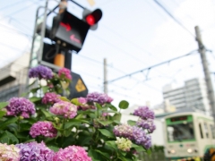 梅雨ですねぇ